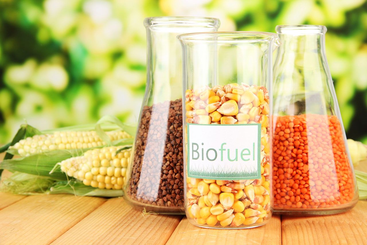 grains used for biofuels