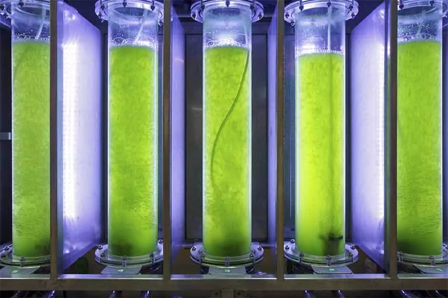 algae biofuel